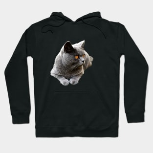 British Shorthair Blue Cat Hoodie